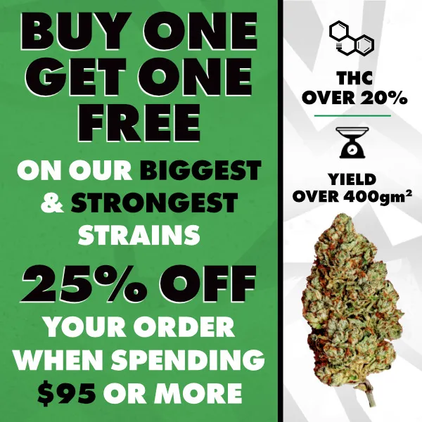 Summer Promo
