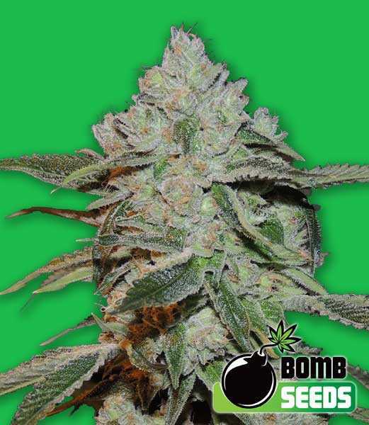 Atomic-1.jpg Atomic Bomb Cannabis Seeds