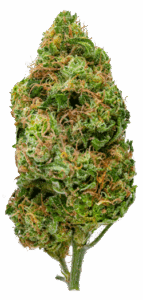 Atomic Feminized Seeds Bud