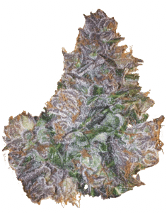 Berry Bomb Regular Seeds Bud