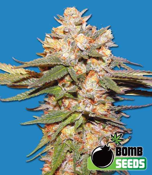 Big-Bomb-Auto.jpg Big Bomb Auto Seeds