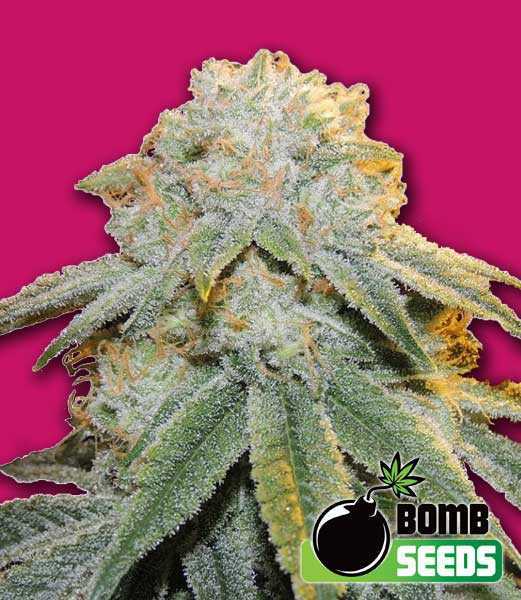Bubble-Bomb.jpg Bubble bomb cannabis seeds