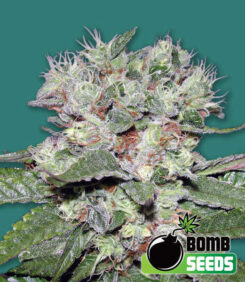 cbd bomb cannabis seeds