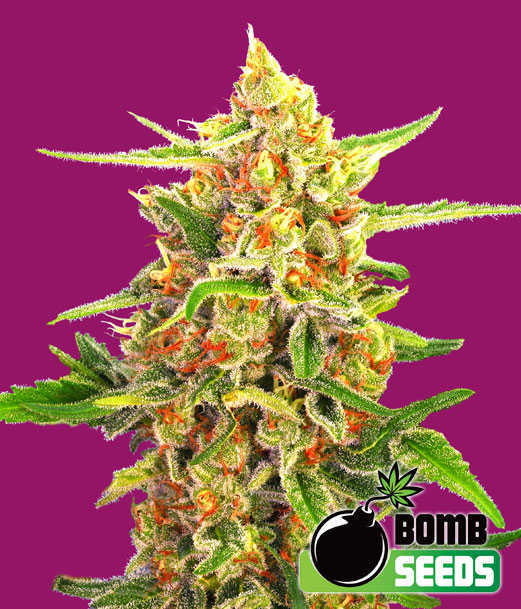 Cherry-Bomb.jpg cherry bomb cannabis seeds