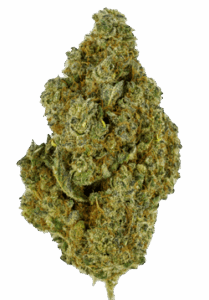 Gorilla Bomb Feminized Seeds Bud