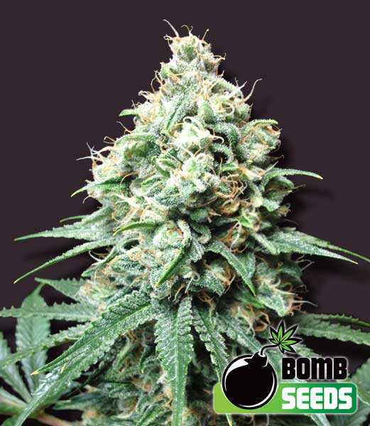 Kush-Bomb.jpg kush bomb cannbis seeds