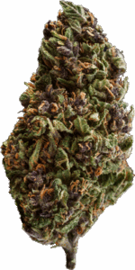 THC Bomb Autoflower Seeds Bud