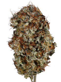 Thc-Bomb-Bud THC Bomb Bud
