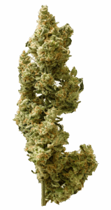 Berry Bomb Autoflower Seeds Bud