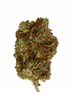 Big Bomb Regular Seeds Bud