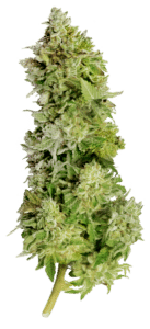 THC Fritters Feminized Seeds Bud