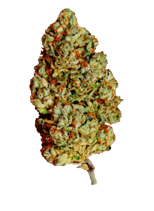 Cherry Bomb Regular Seeds Bud