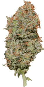 Cherry Bomb Autoflower Seeds Bud