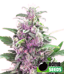 THC Bomb Regular Seeds