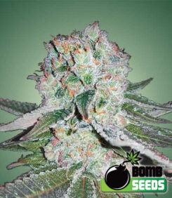 Banana Bomb Feminized Seeds