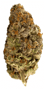 Banana Bomb Feminized Seeds Bud