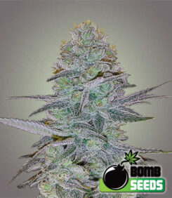Cosmic Bomb Autoflower Seeds
