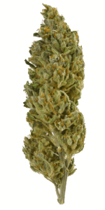 Cosmic Bomb Autoflower Seeds Bud