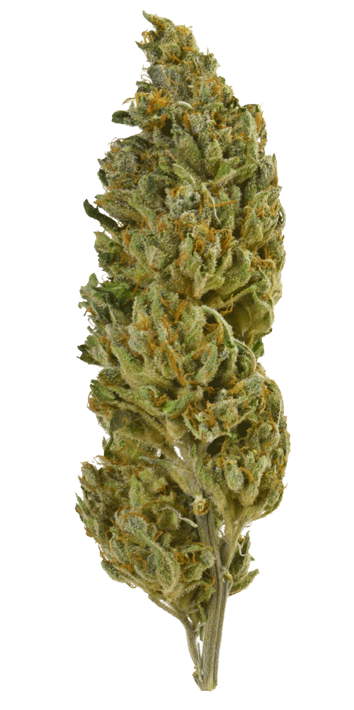 cosmic-bomb-auto_final Cosmic Bomb Bud