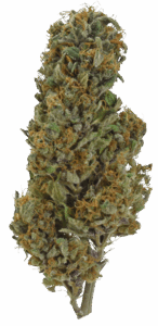 Glookie Bomb Feminized Seeds Bud