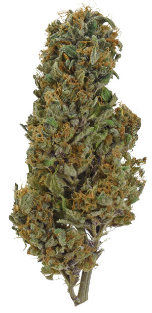 Glookie-Bomb-Bud Glookie Bomb Bud