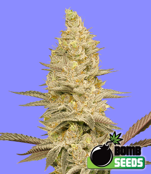 Glookies_Bomb Glookies Bomb Feminized Marijuana Seeds