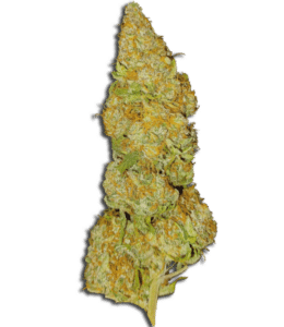 Baked Bomb Feminized Seeds Bud