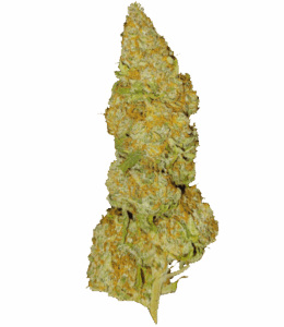 Baked Bomb Autoflower Seeds Bud