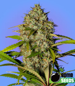 Blue Dream Bomb Feminized Seeds