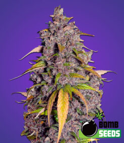 Double Purple Bomb Feminized Seeds