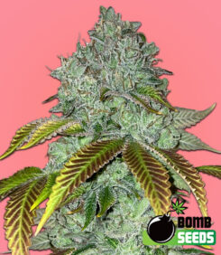 Permanent Marker Bomb Feminized Seeds