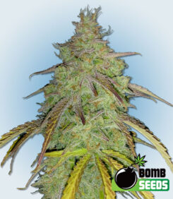 Super Boof Bomb Feminized Seeds