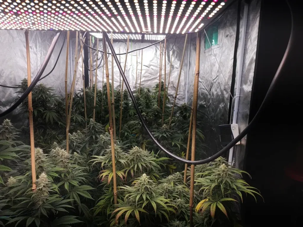 thc bomb strain growing in a tent during flowering stage