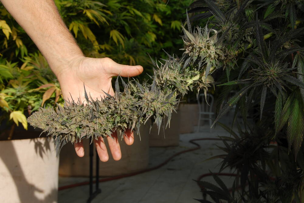 Close-up of an original THC Bomb cannabis bud