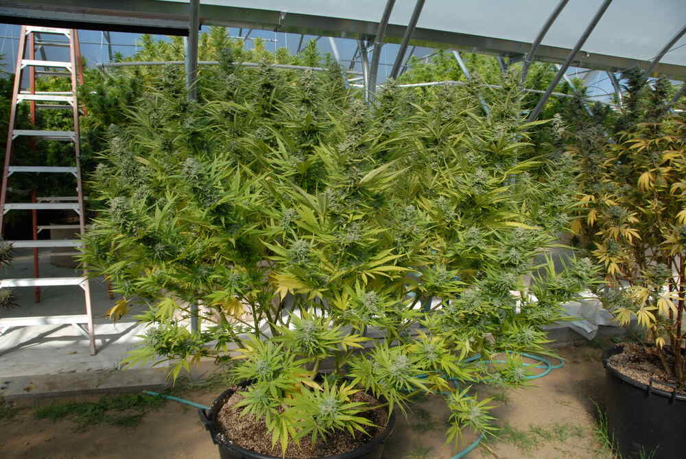 Original THC Bomb cannabis plant growing during cultivation