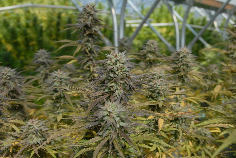THC Bomb strain growing in a Bomb Seeds cultivation facility